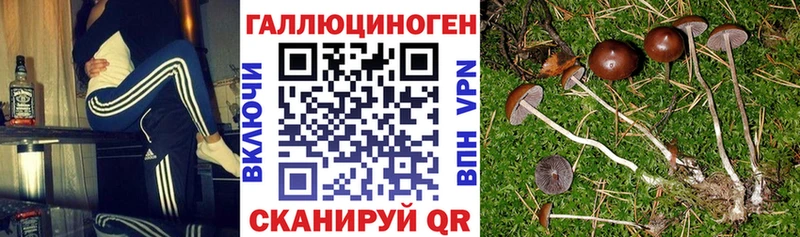 Галлюциногенные грибы MAGIC MUSHROOMS  купить наркоту  Каспийск 